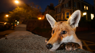 Sneak a Peek at the Year's Best Wildlife Photography